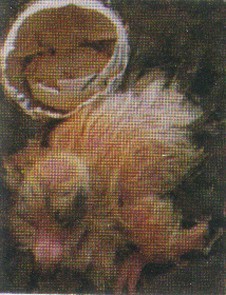 17